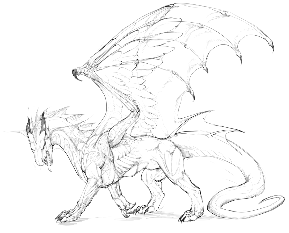 1151x929 Dragon Sketch. Dragons