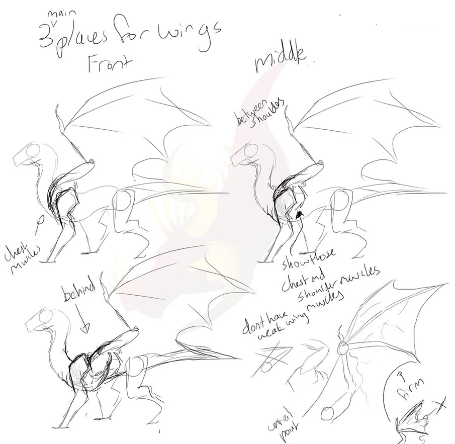 905x883 Sketchy Dragon Wing Placement Tutorial By Pteradragon