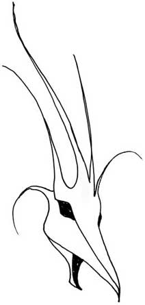 212x445 Slanthead7.jpg