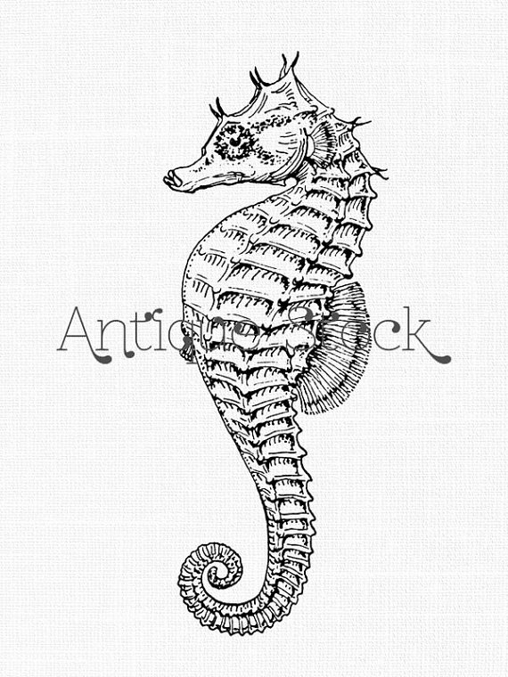 570x760 Sea Horse Clip Art Old Image