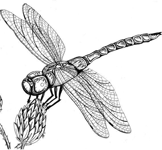 570x527 Dragonfly On Milkweed Original Pen Ink By Menacecreations Crafts