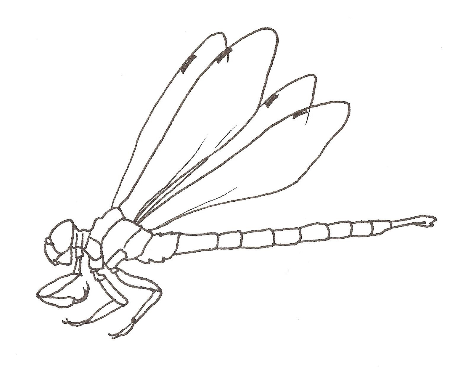 1537x1253 Drawing Of A Dragonfly Draw To Learn Dragonfly Information