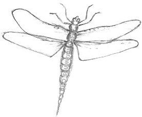 277x229 Pencil Dragonfly Drawings