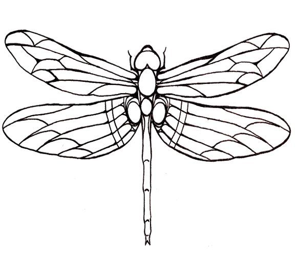 580x508 The Best Dragonfly Wings Ideas On Insect Wings