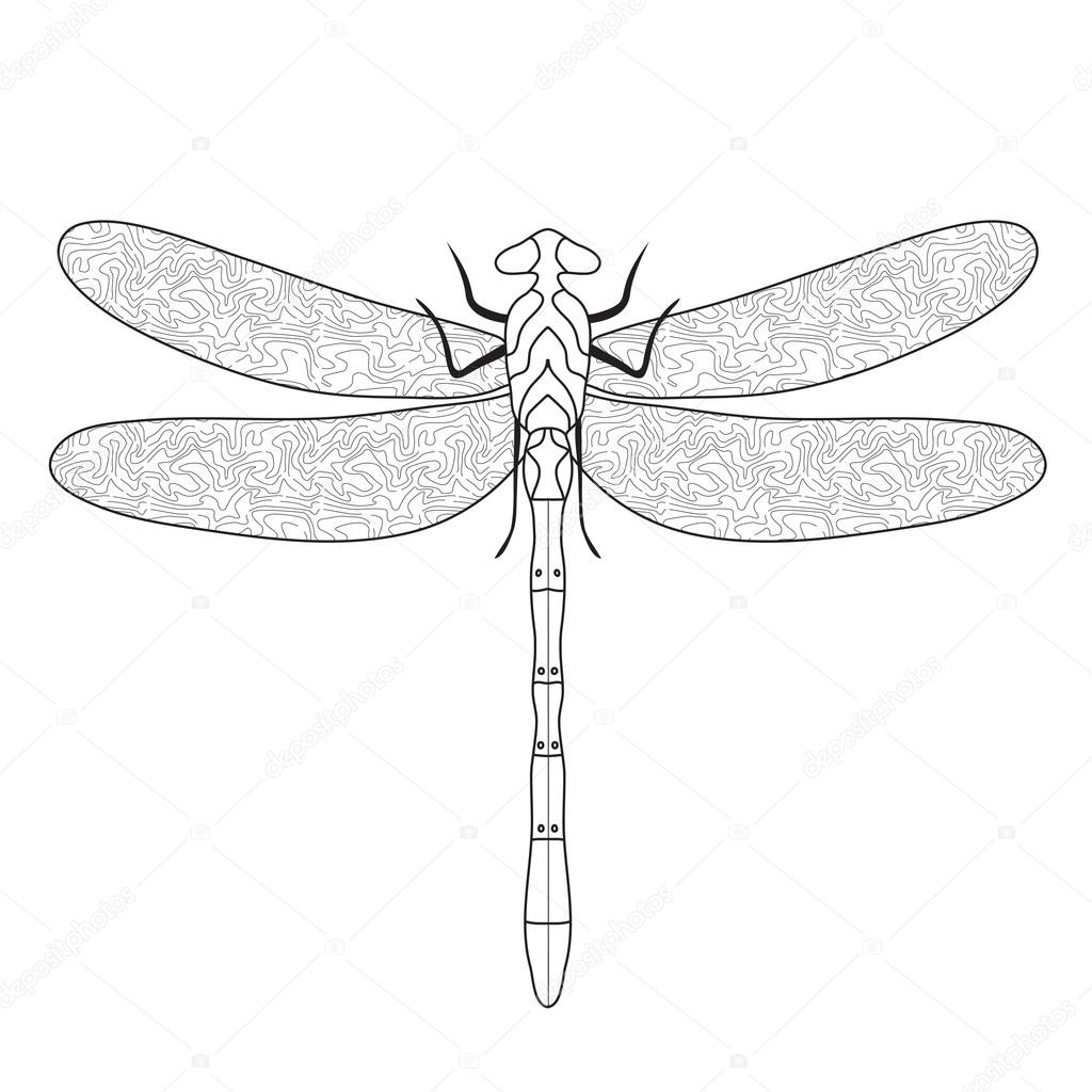 1024x1024 Dragonfly Doodle Sketch Coloring,dragonfly Hand Drawing. Vector