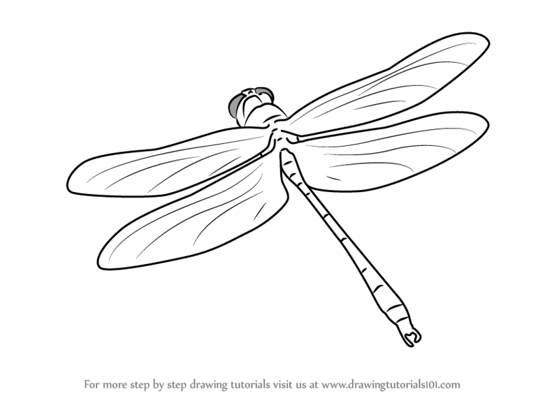 800x567 Learn How To Draw A Dragon Fly In Flight (Insects) Step By Step
