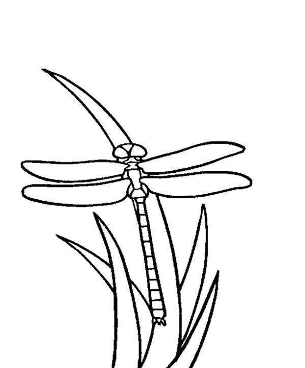 Dragon Fly Line Drawing at GetDrawings | Free download