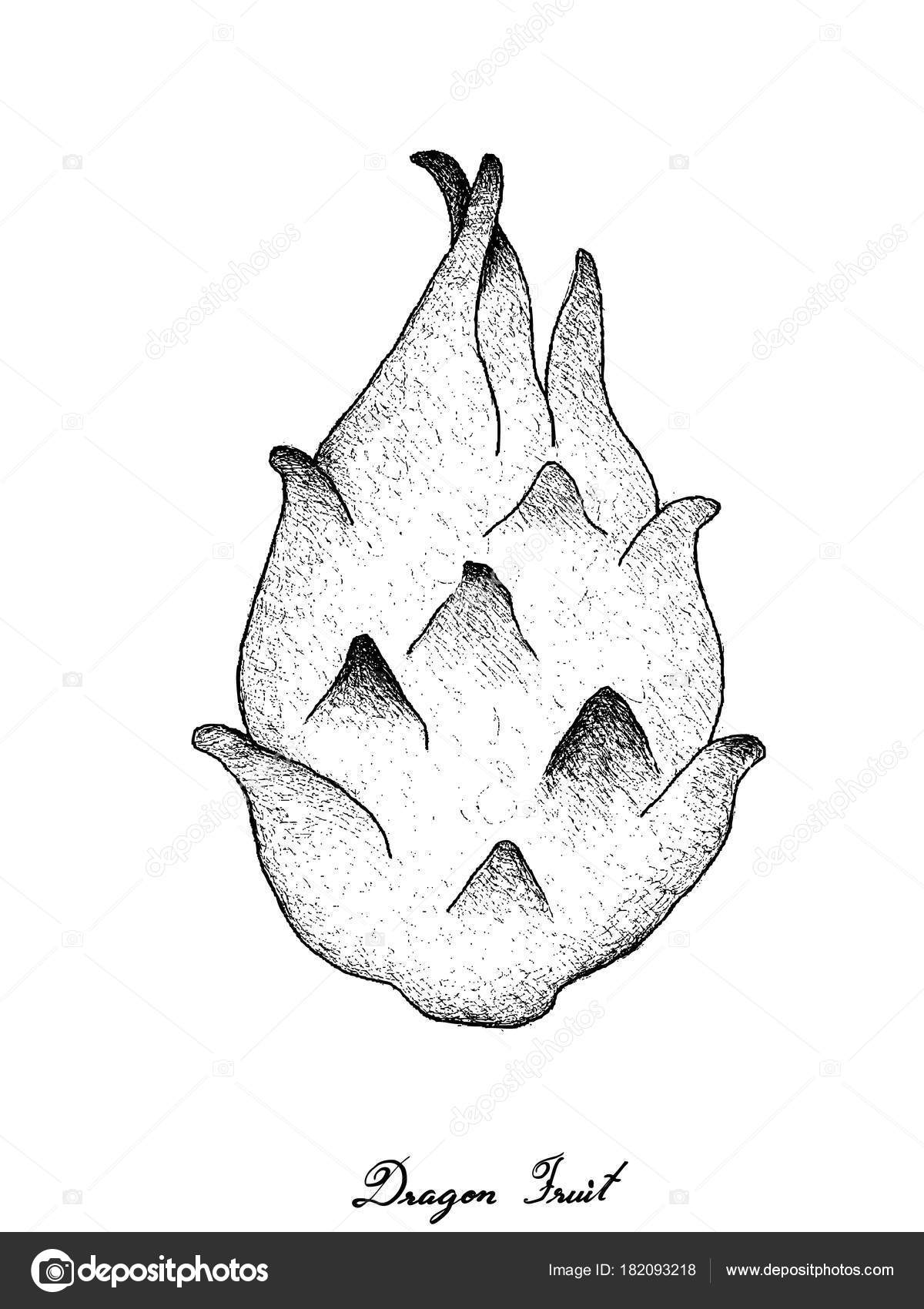 1200x1700 Hand Drawn Of Fresh Ripe Dragon Fruit Stock Vector Iamnee