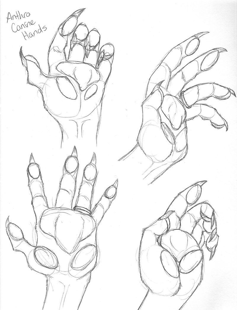 800x1046 Anthro Canine Hands By Dragonessdeanna