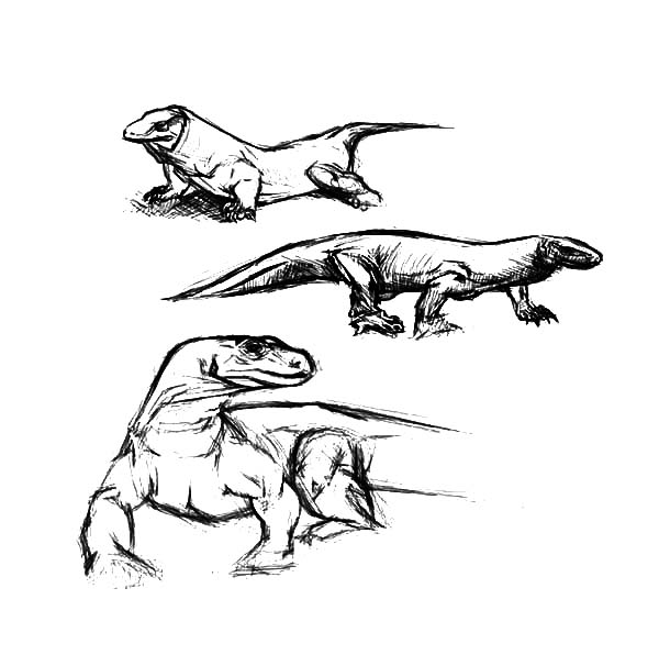 600x606 Pencil Sketch Komodo Dragon Coloring Pages