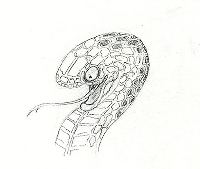 702x593 How To Draw Scales Free Tutorial