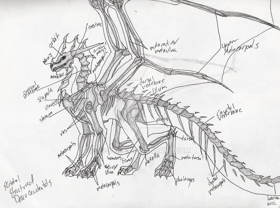 900x670 Dragon Skeleton By Gr Yfire
