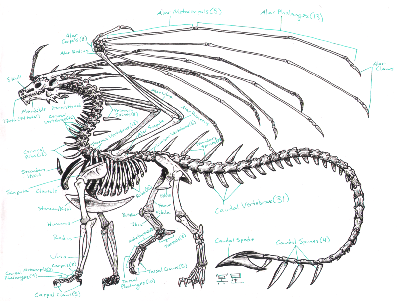 800x606 Zha Skeleton Anatomy By I'M An X