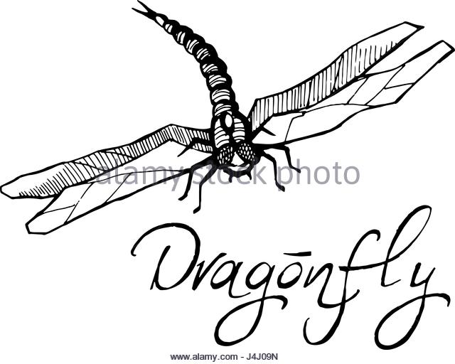 640x512 Dragonfly Drawing Stock Photos Amp Dragonfly Drawing Stock Images