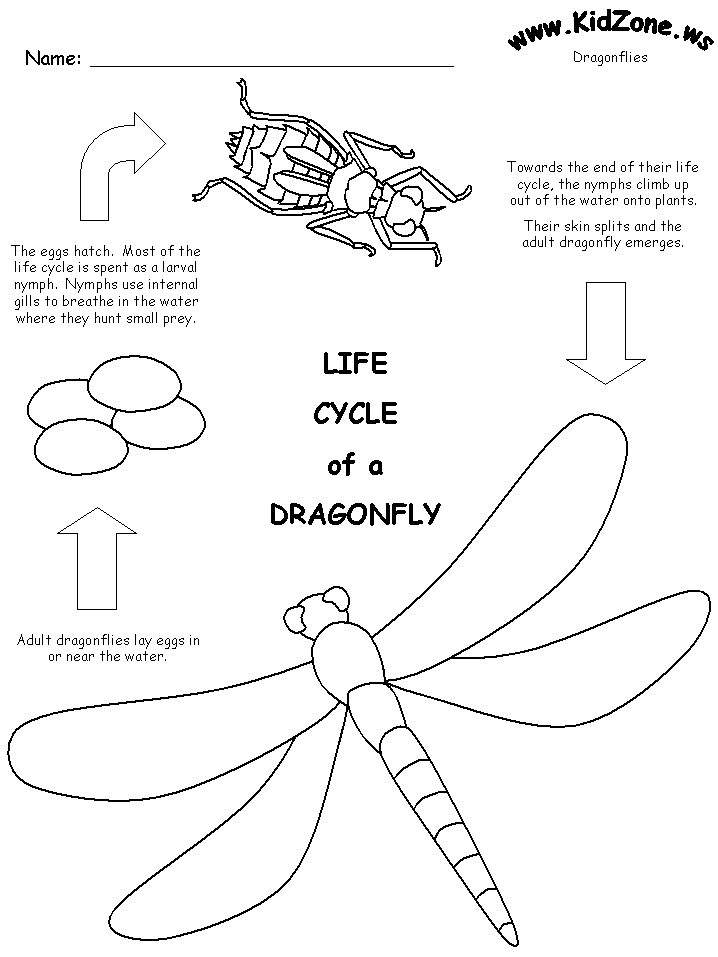 718x957 Dragonfly Life Cycle Worksheet
