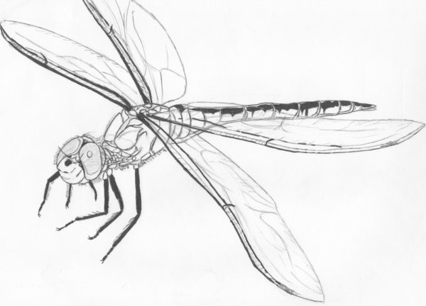 600x432 Dragonfly Sketch By Ashtardragonfire