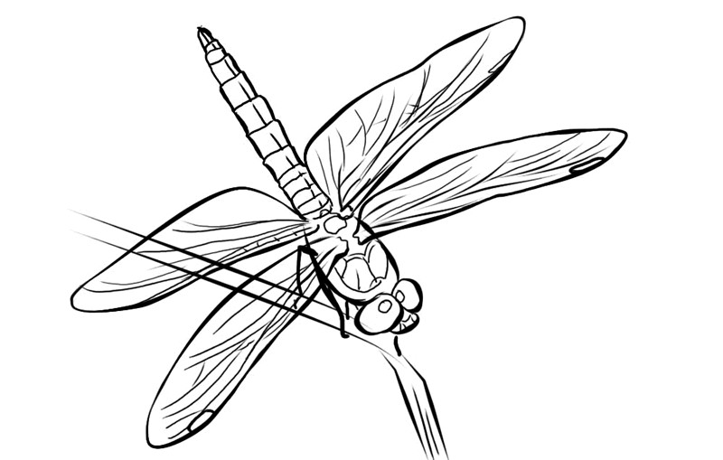 800x509 Drawn Dragonfly Pencil Many Interesting Cliparts
