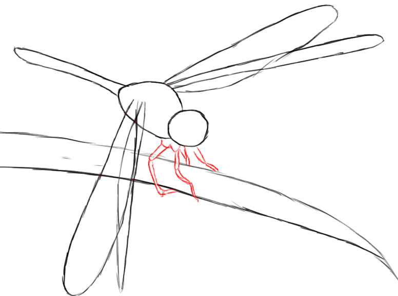 776x576 How To Draw A Dragonfly