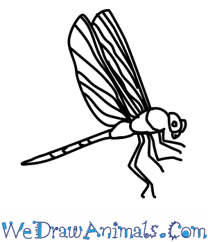 300x350 How To Draw A Green Darner