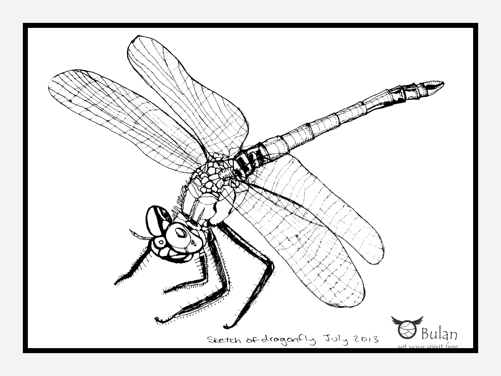 1600x1200 Sketch Of The Day 76 Dragonfly The Crazy Bag Lady