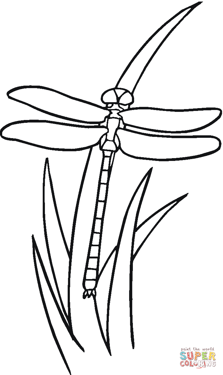 715x1200 Dragonfly On The Grass Coloring Page Free Printable Coloring Pages