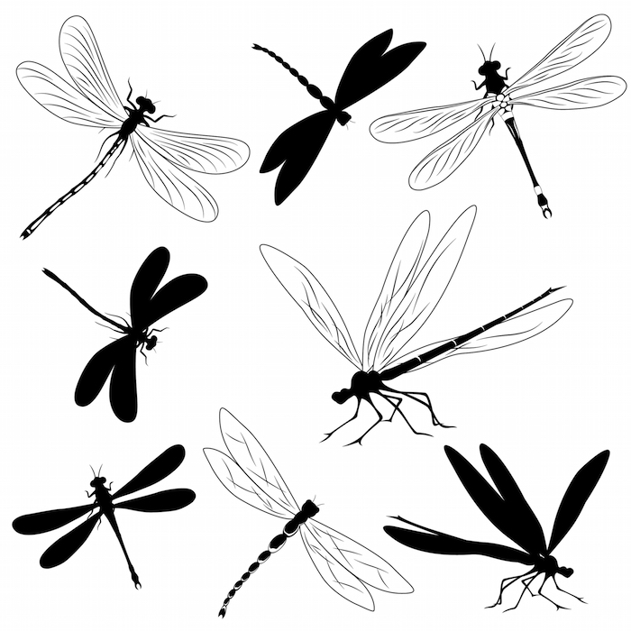 700x700 Dragonfly Tattoo Meanings