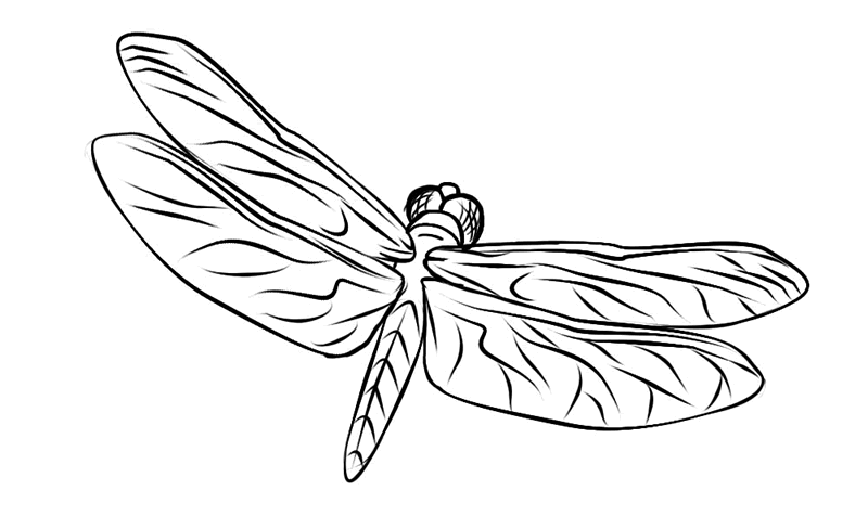 800x488 Free Dragonfly Coloring Page 3