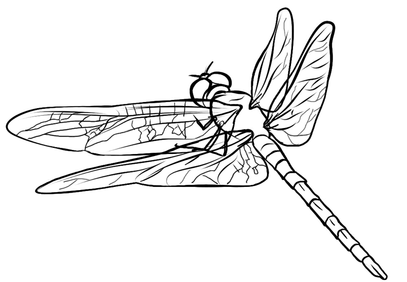 800x555 Free Dragonfly Coloring Page 5