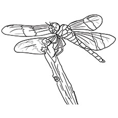 230x230 Top 10 Dragonfly Coloring Pages For Toddlers