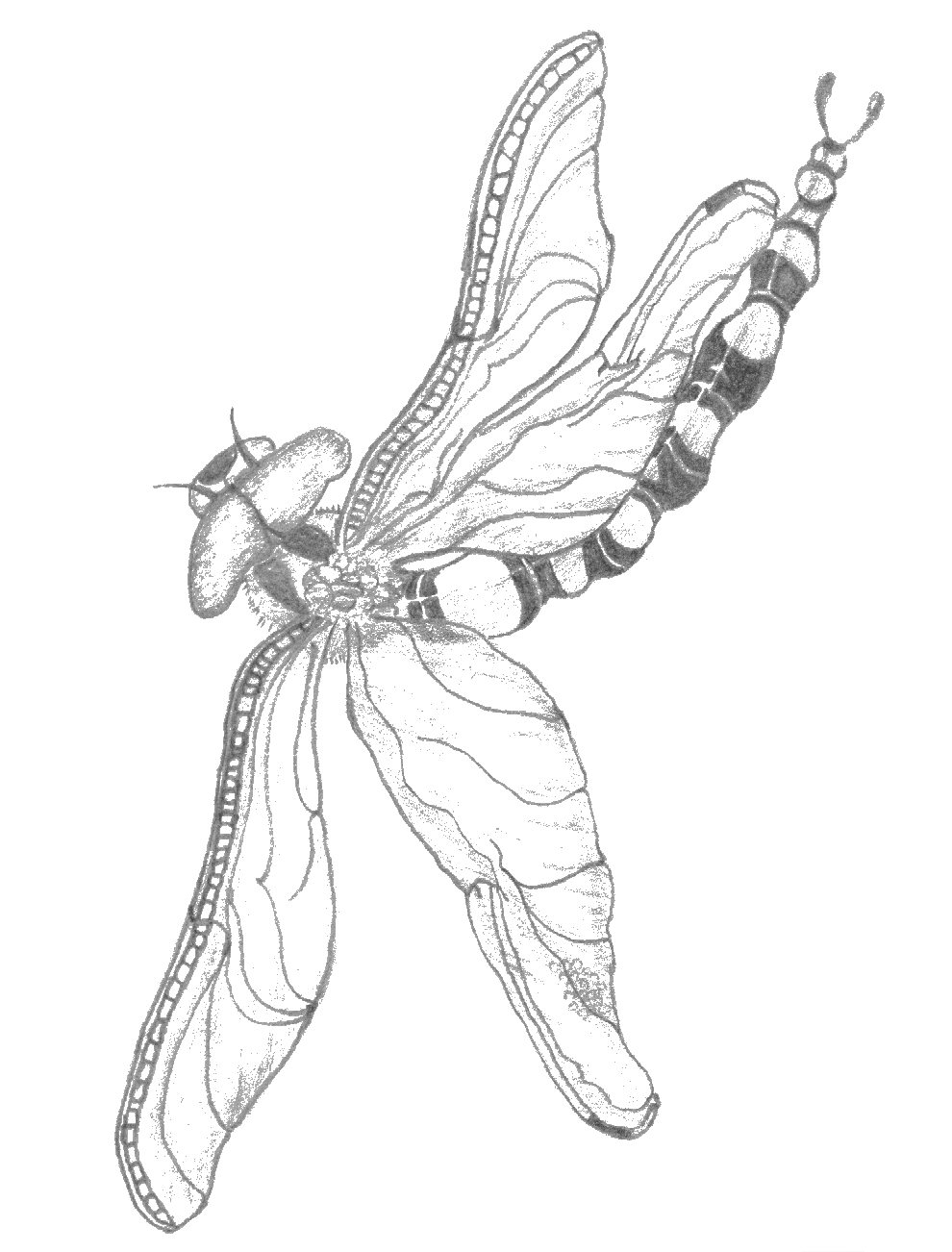 990x1302 Filedragonfly Pencil Sketch.jpg