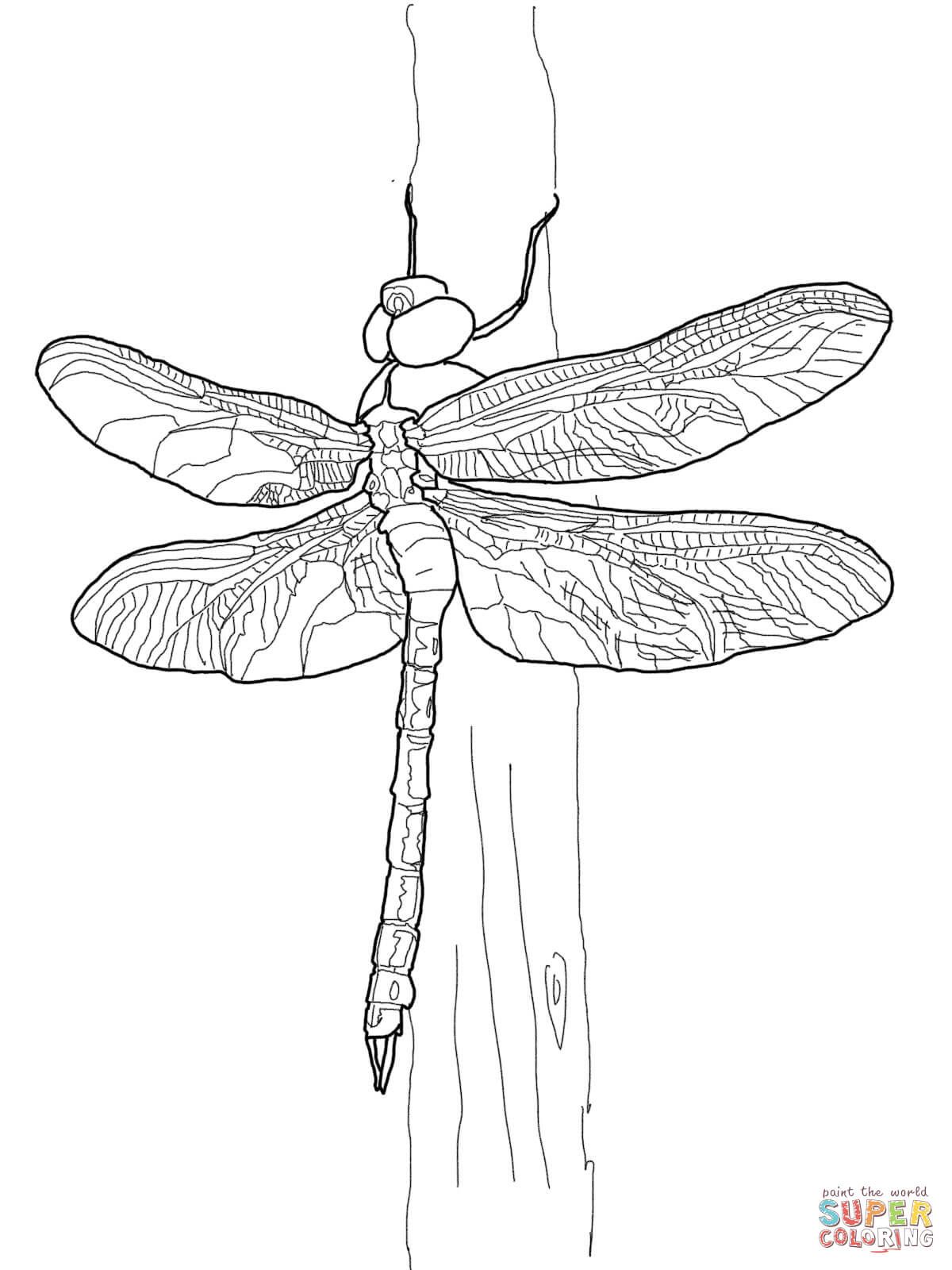 1200x1600 Green Darner Dragonfly Drawing