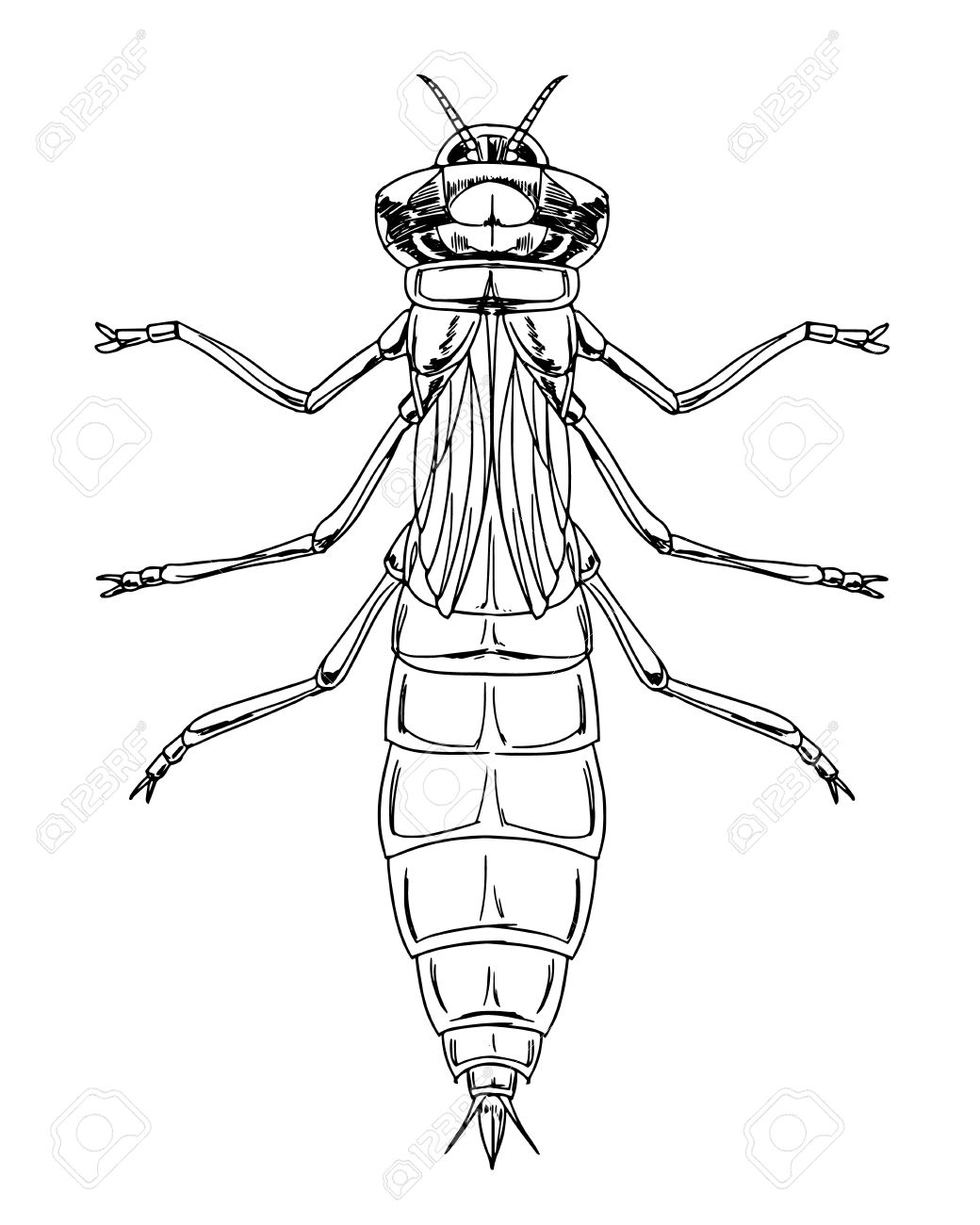 Dragonfly Drawing Images at GetDrawings | Free download