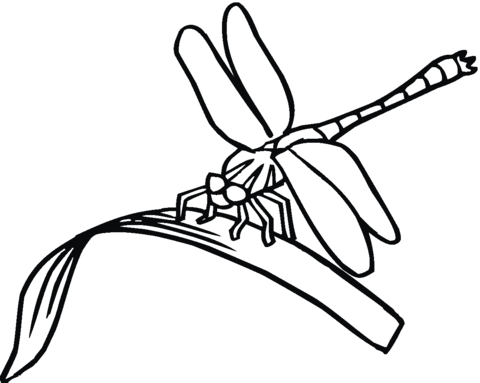 480x383 Dragonfly Is Eating Coloring Page Free Printable Coloring Pages
