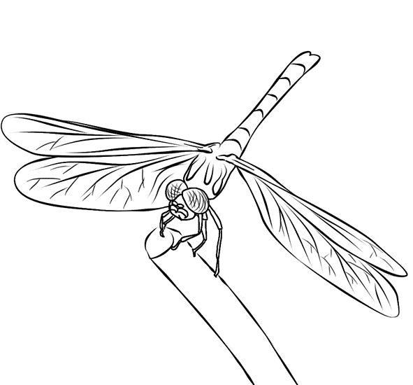 591x550 Drawn Dragonfly Cartoon