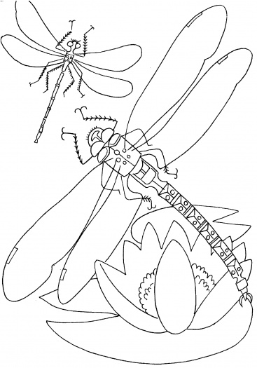 367x525 Cute Animal Dragonfly Coloring Pages Pictures To Print For Kids