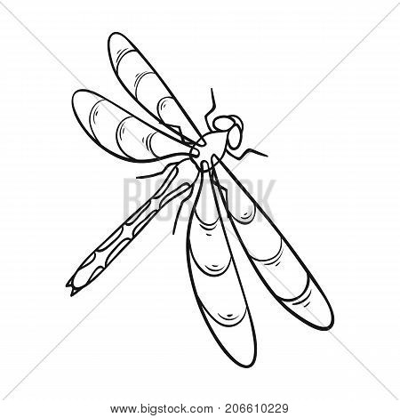 450x470 Dragonfly Images, Illustrations, Vectors