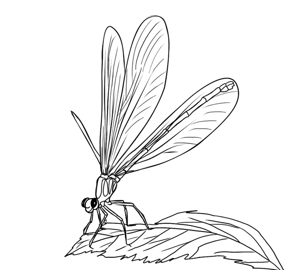 600x533 Free Dragonfly Coloring Page 12