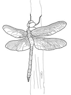 236x314 How To Draw A Dragonfly In Six Easy Steps By Tanya L. Provines
