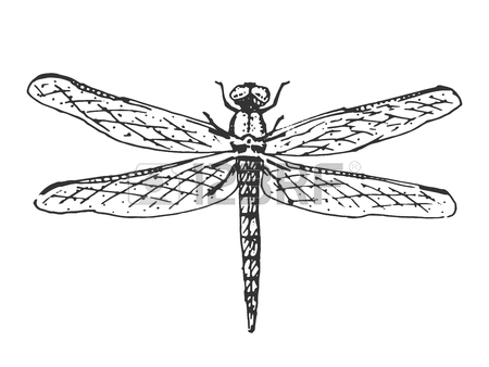 450x338 Insects. A Sketch By Hand. Pencil Drawing. Vector Image Royalty