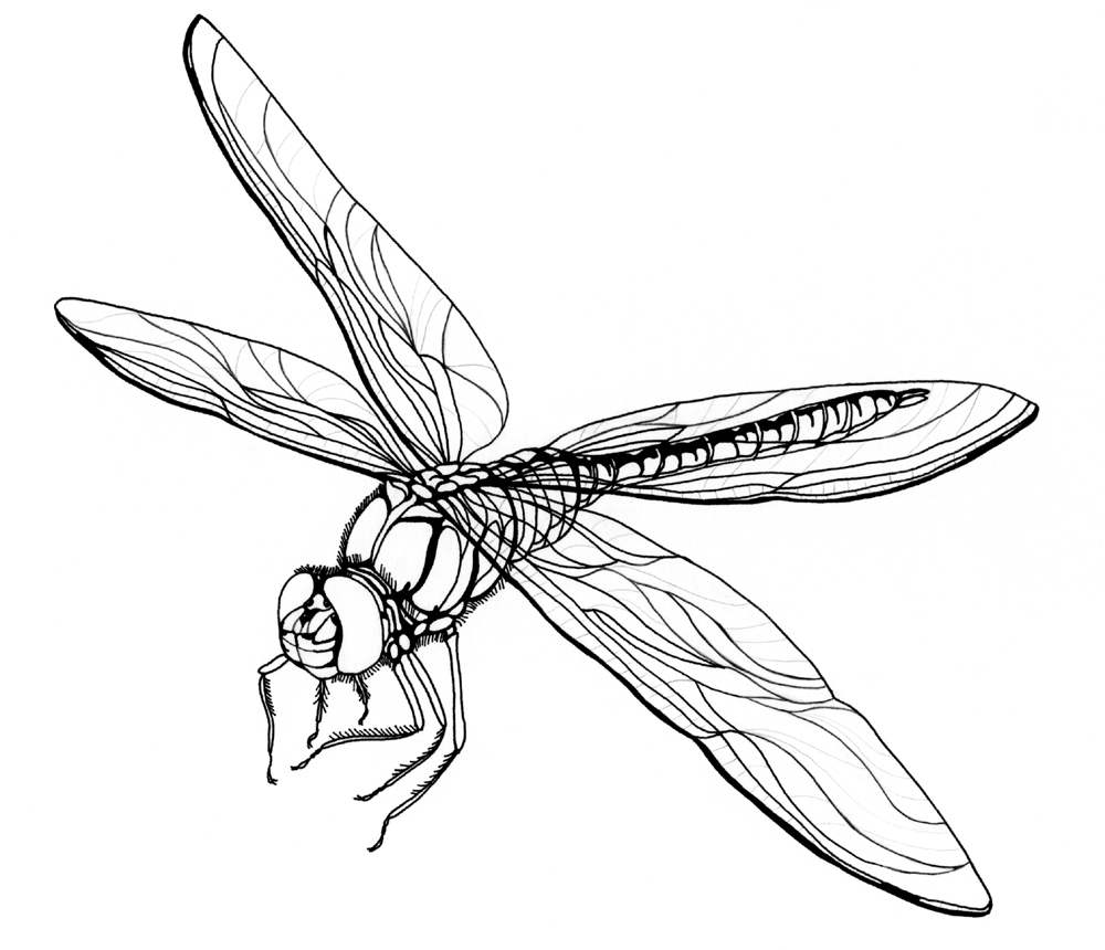 1000x860 Pencil Drawings Of Dragonflies