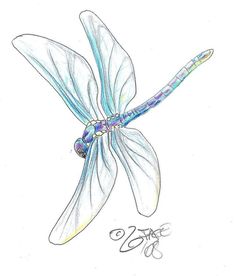 236x276 Dragonfly Drawings In Pencil Dragonfly Pencil Drawing