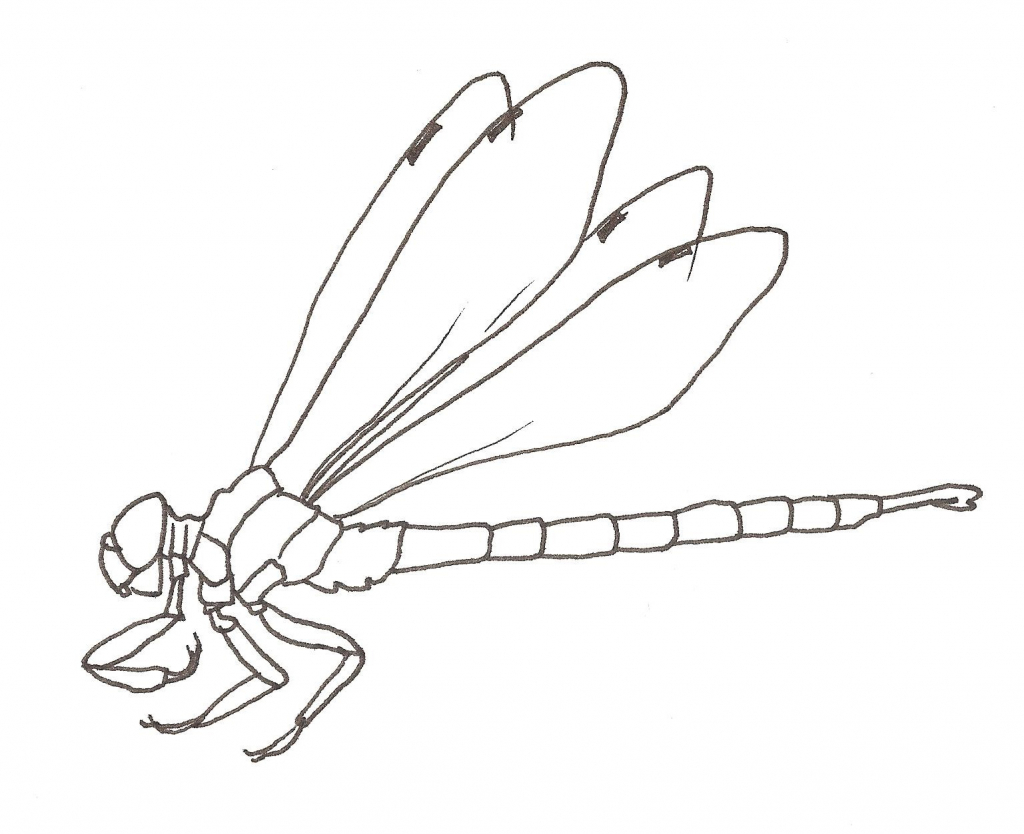 1024x834 Drawing Of A Dragonfly Draw To Learn Dragonfly Information