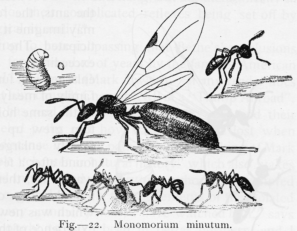 1024x795 Little Black Ants In Round Rock, Texas Bugs In The News