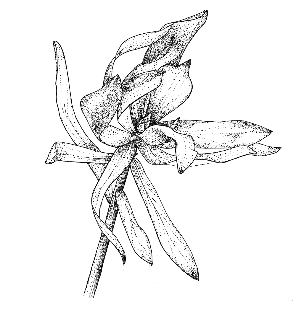 1000x1070 Scientific Illustration Gallery Jillian Ditner Studios