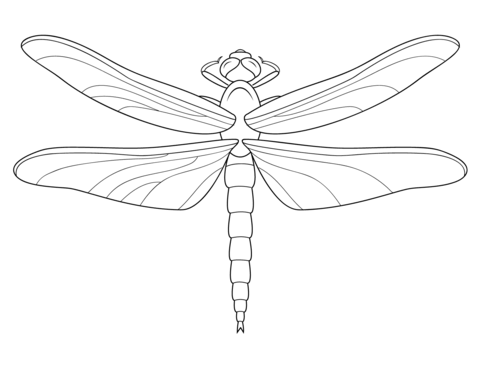 480x365 Top 83 Dragonfly