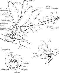 203x248 Anatomy Of A Dragonfly