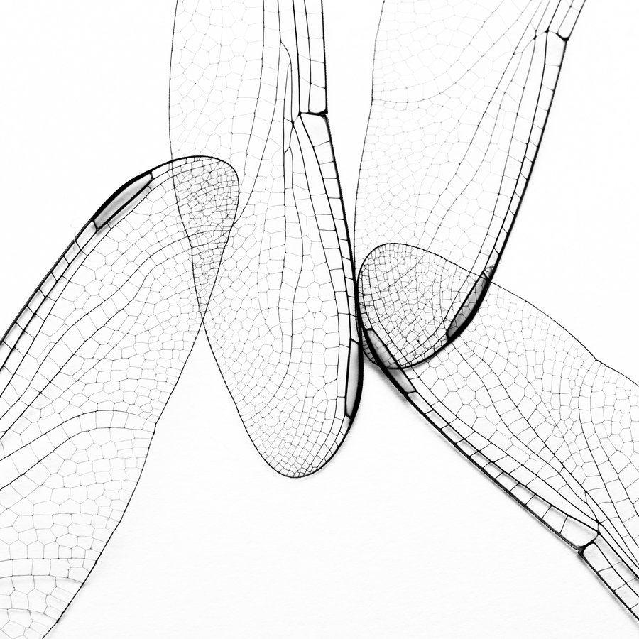 900x900 Four Wings By Pansasunavee