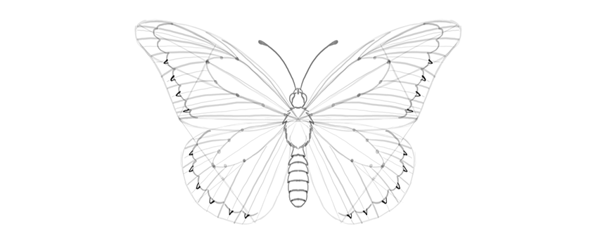 850x346 How To Draw A Butterfly Step By Step