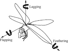 231x174 An Experimental Study Of Elastic Properties Of Dragonfly Like