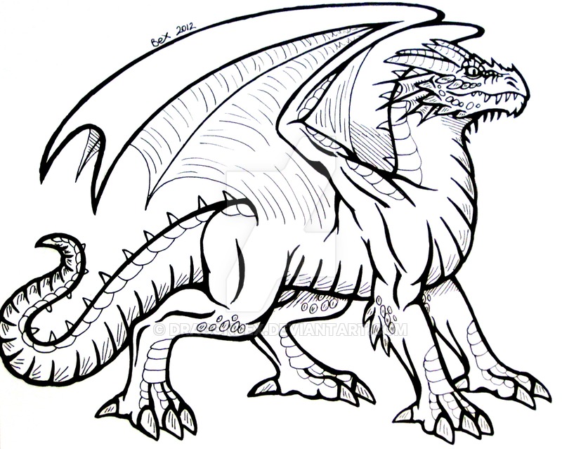 800x639 European Dragon By Dragonbex